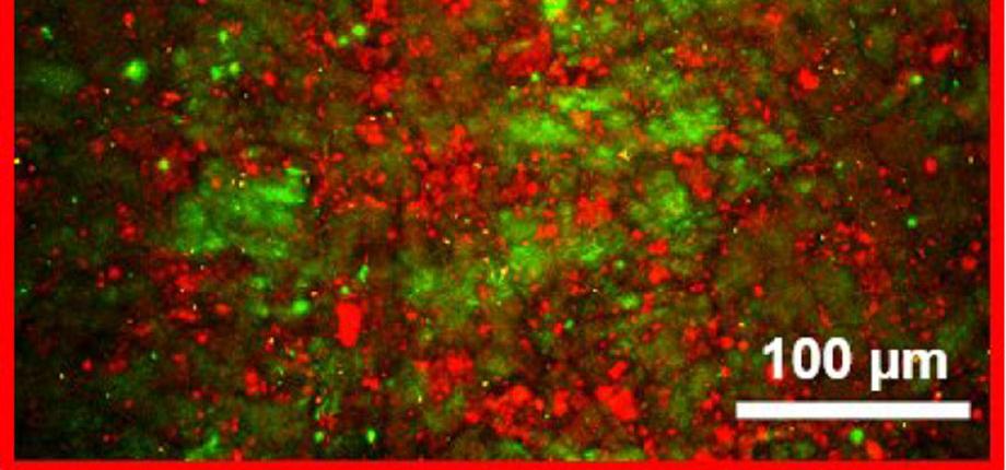 Le diagnostic des parchemins passe au sans contact