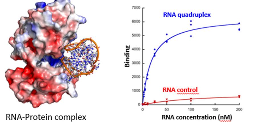 Les G-quadruplexes d'ADN interagissent avec le SARS-Cov-2