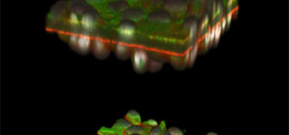 Nanoimagerie dynamique cellulaire et biologie quantitative