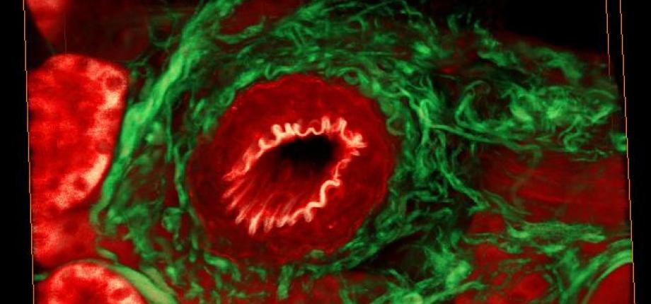Second harmonic generation in skin and cornea 
