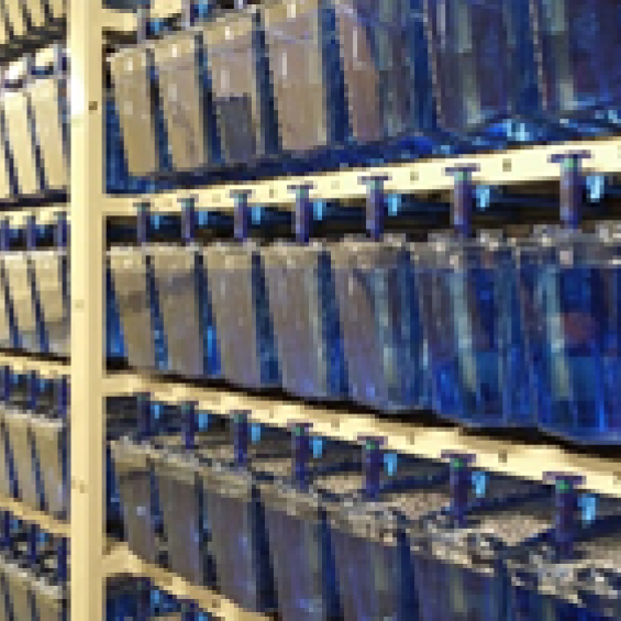 Animalerie zebrafish