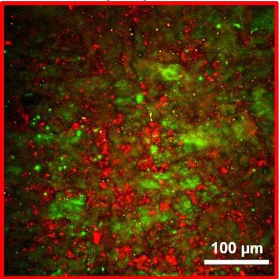 Le diagnostic des parchemins passe au sans contact