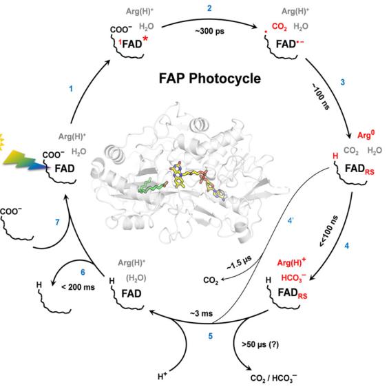 Une enzyme prometteuse pour la chimie verte dans Science