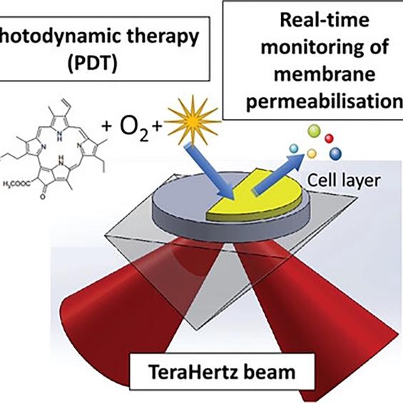 Observer l’eau des cellules pour suivre les traitements anticancéreux qui utilisent la lumière