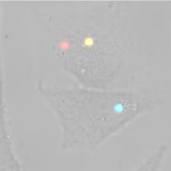 Imagerie de la signalisation oxydante