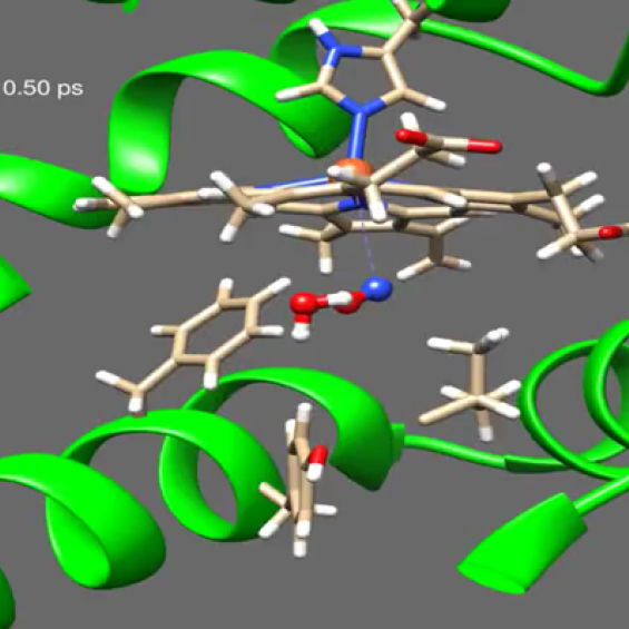 Dynamique fonctionnelle des protéines